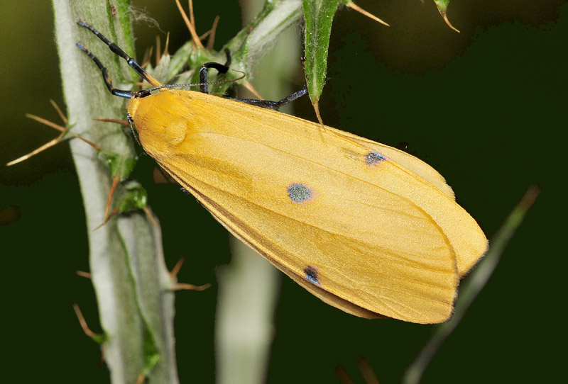 Altre specie da Manziana e dintorni